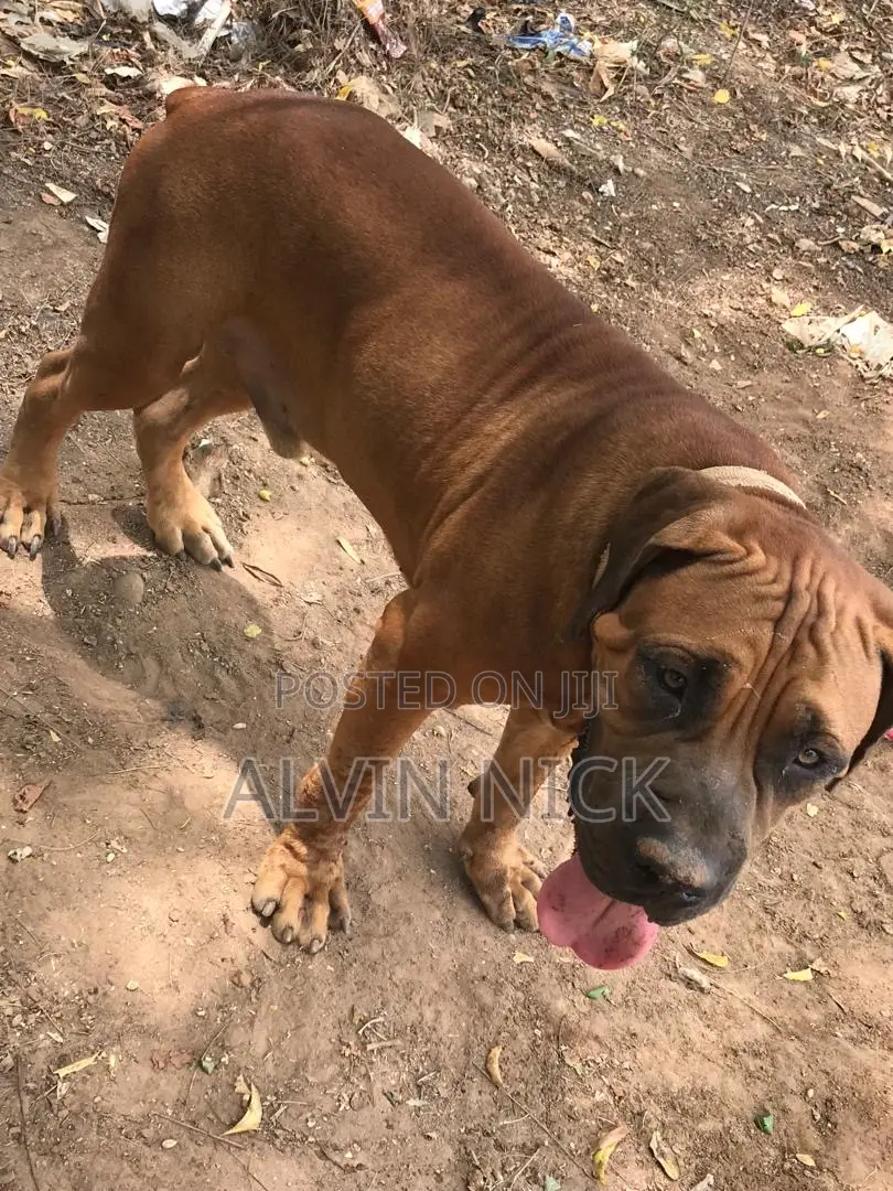 1+ year Male Purebred Boerboel