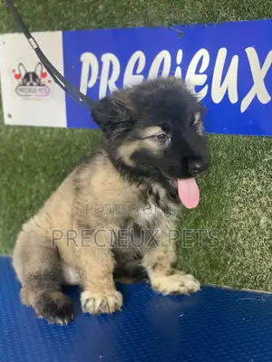 1-3 months Female Purebred Caucasian Shepherd