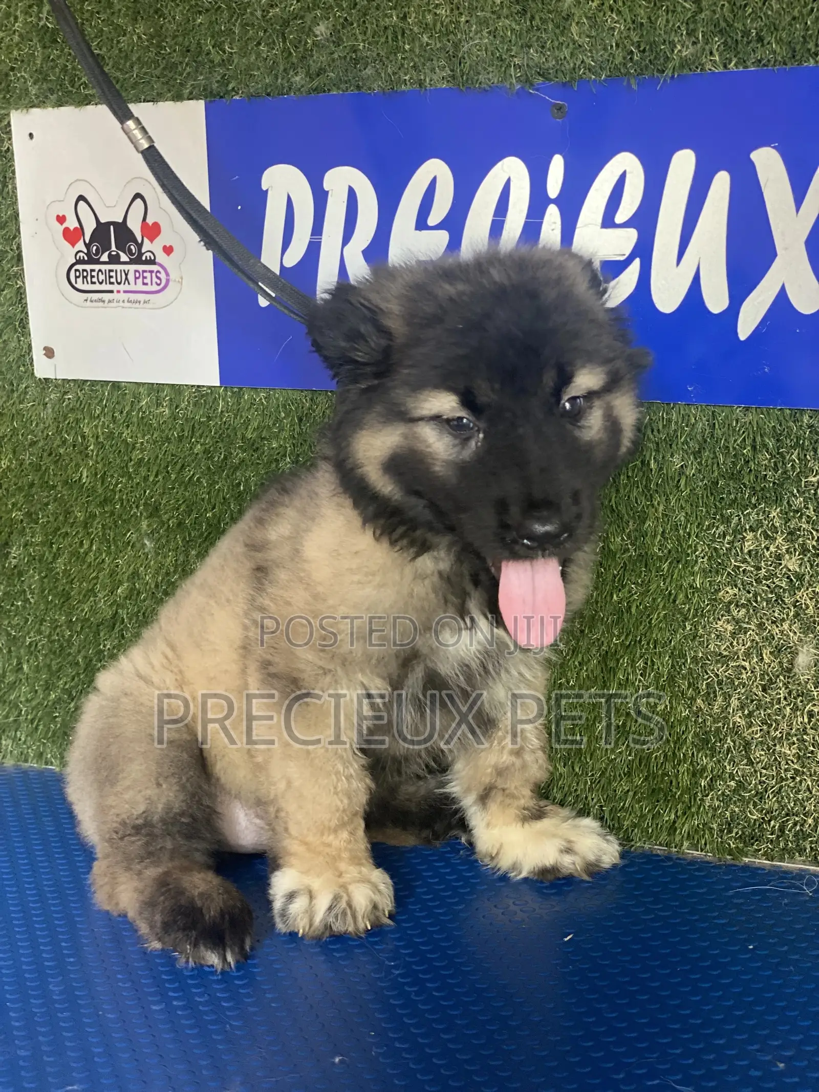 1-3 months Female Purebred Caucasian Shepherd