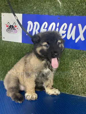 1-3 months Female Purebred Caucasian Shepherd