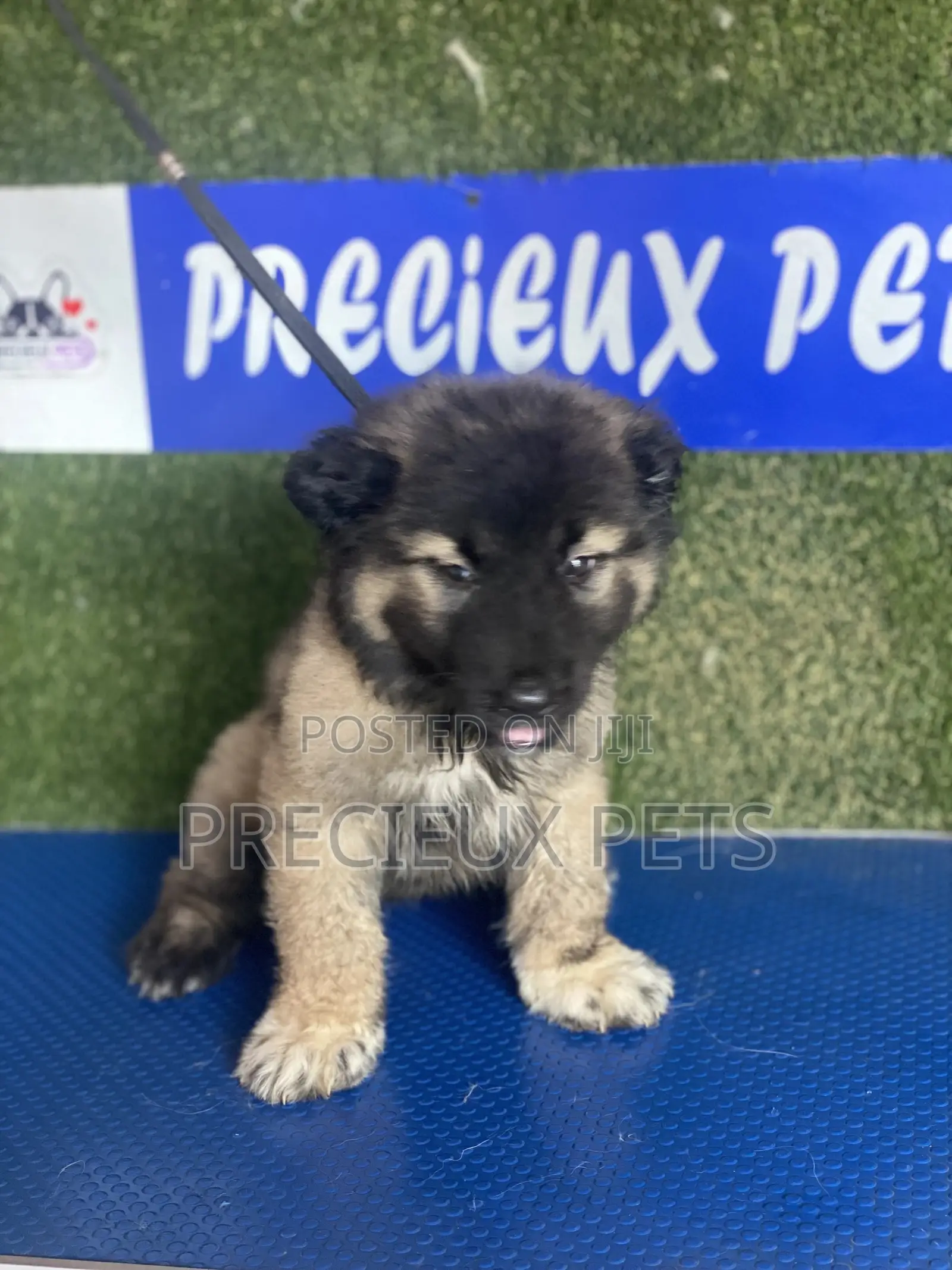 1-3 months Female Purebred Caucasian Shepherd