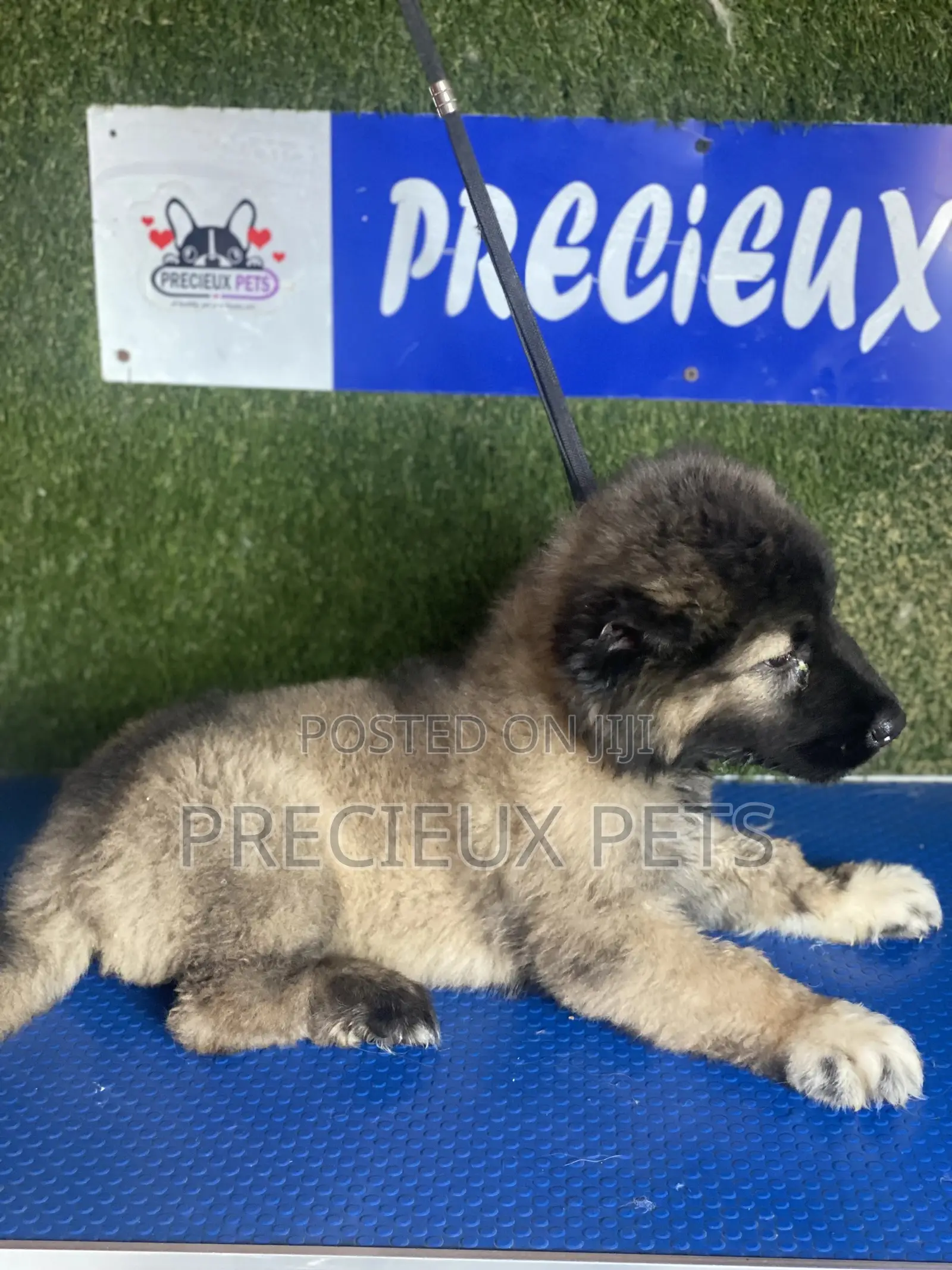 1-3 months Female Purebred Caucasian Shepherd