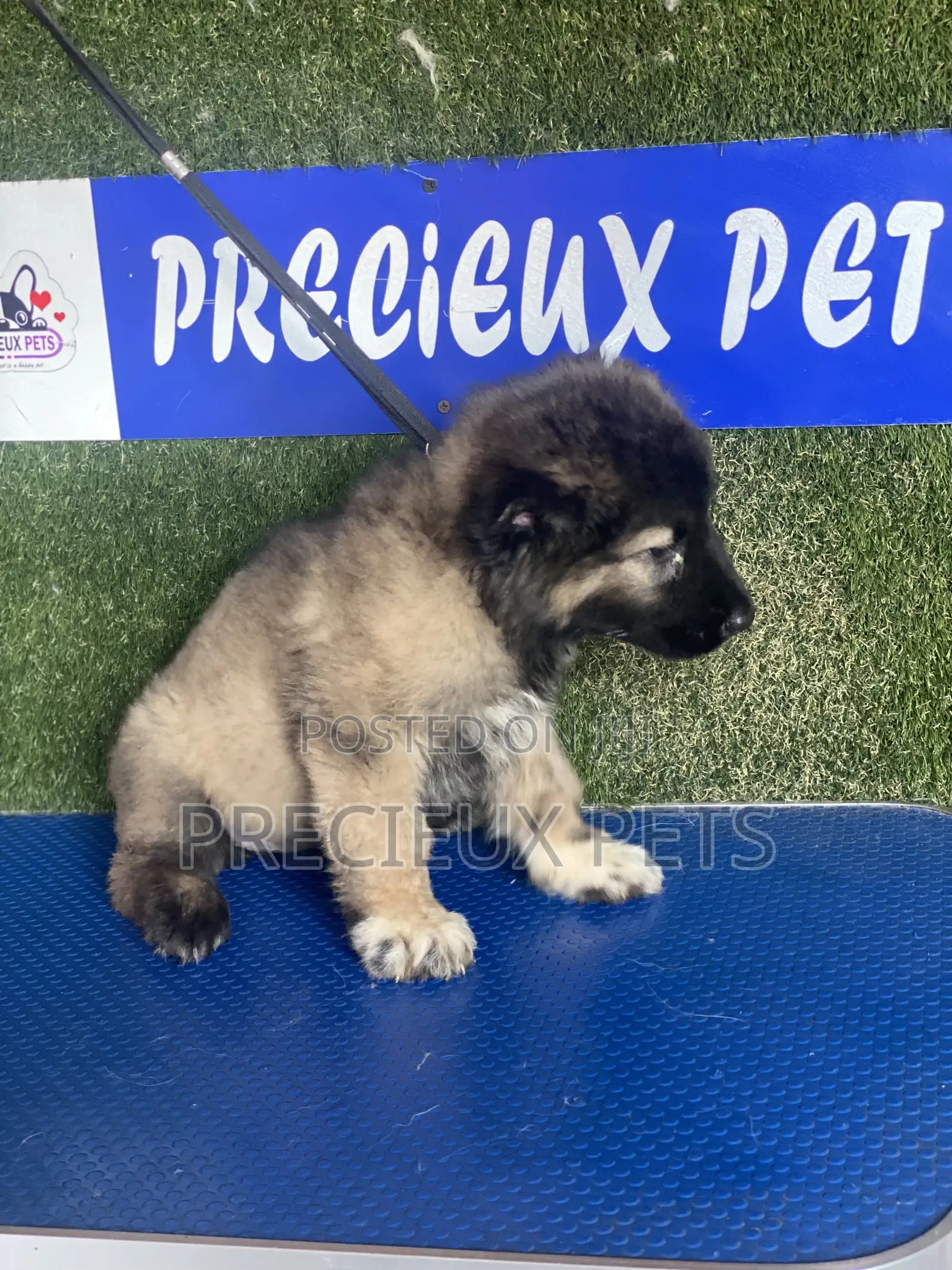 1-3 months Female Purebred Caucasian Shepherd
