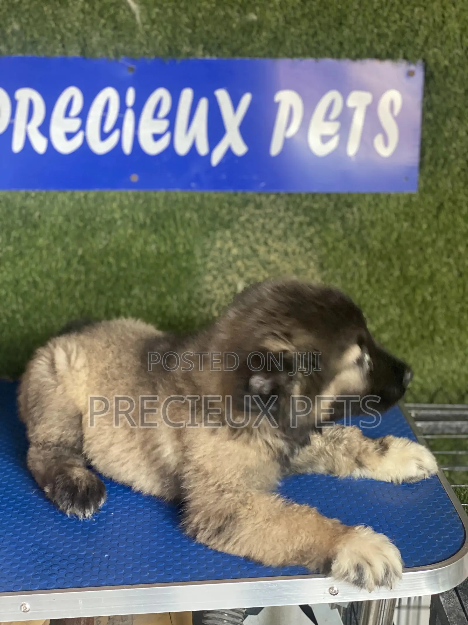 1-3 months Female Purebred Caucasian Shepherd