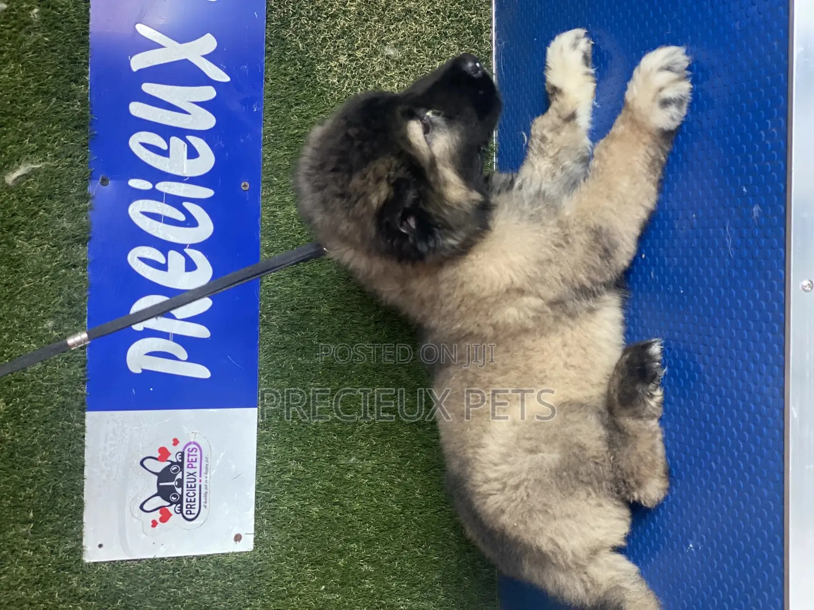 1-3 months Female Purebred Caucasian Shepherd