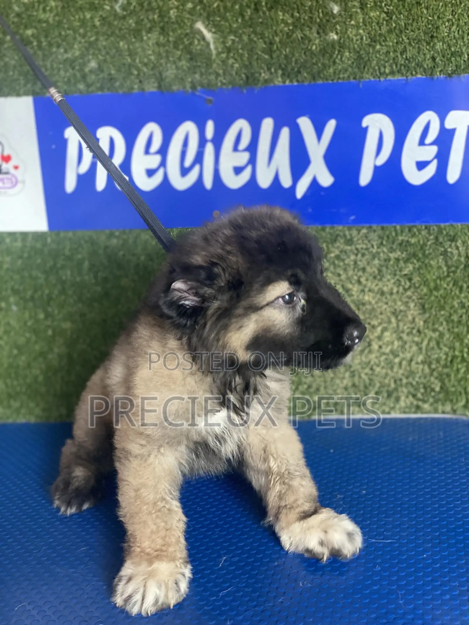 1-3 months Female Purebred Caucasian Shepherd