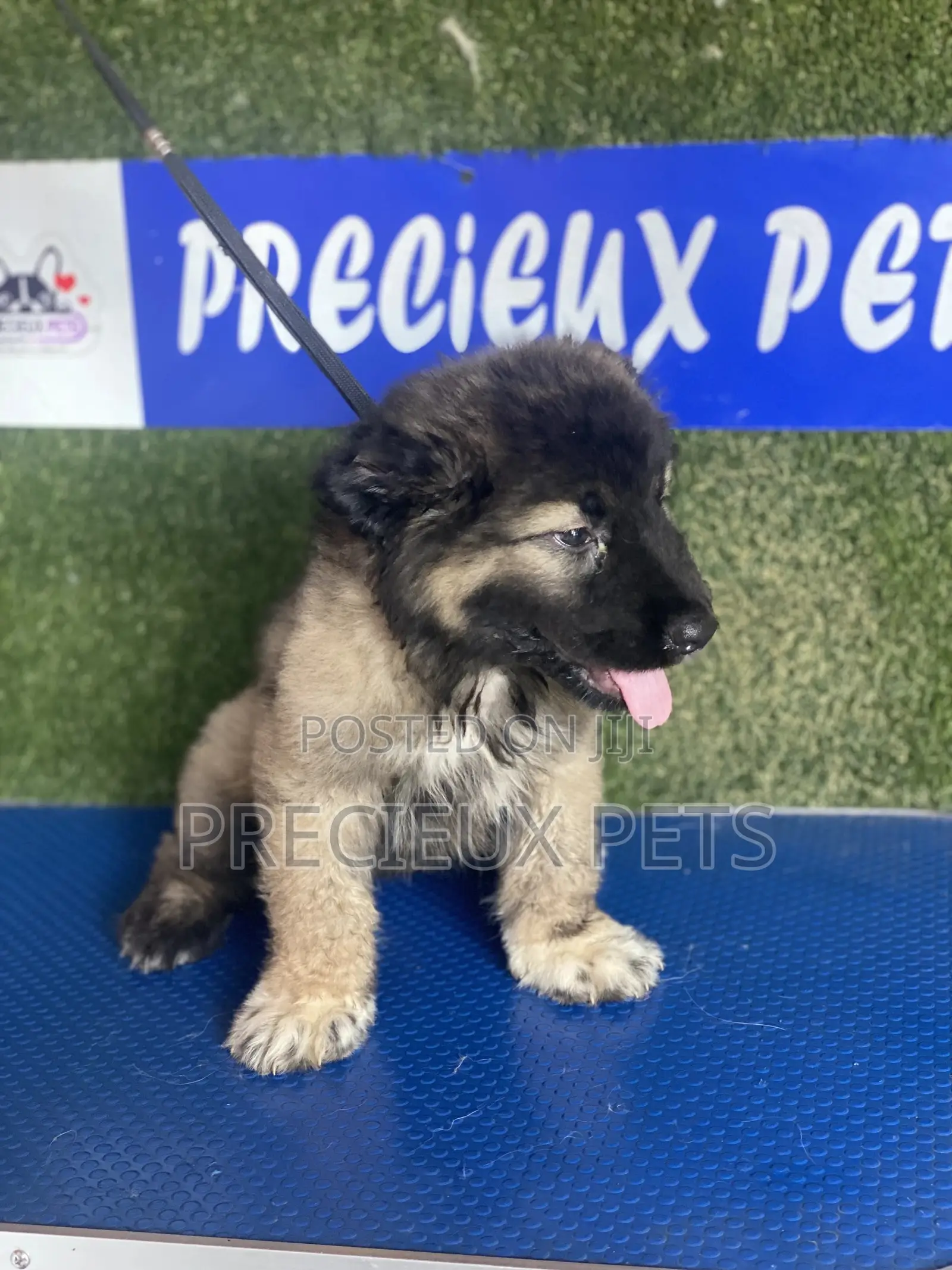 1-3 months Female Purebred Caucasian Shepherd