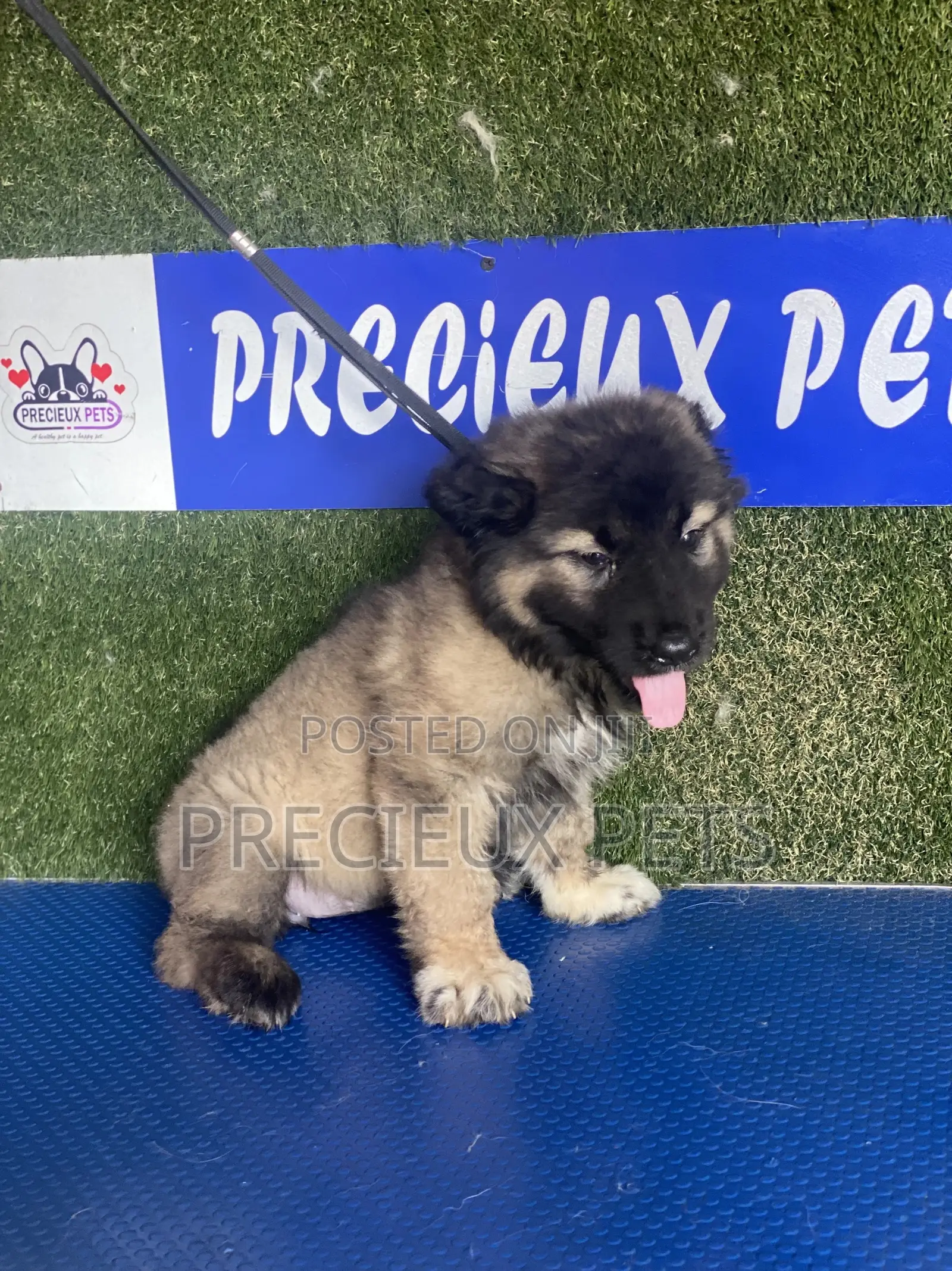 1-3 months Female Purebred Caucasian Shepherd