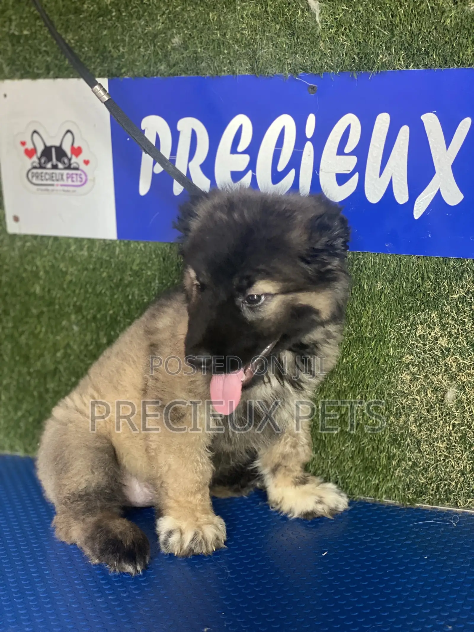 1-3 months Female Purebred Caucasian Shepherd