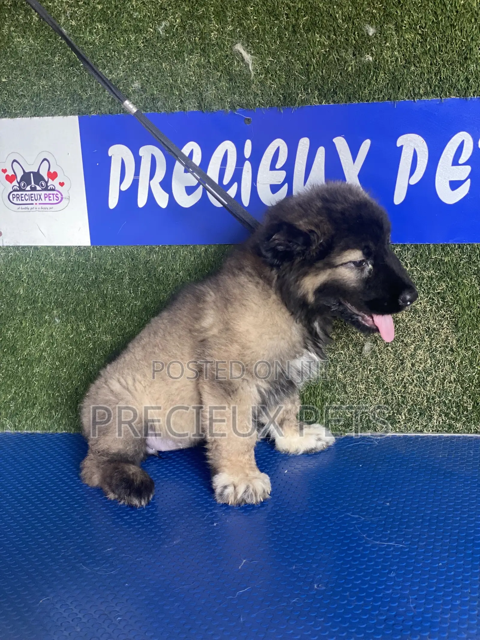1-3 months Female Purebred Caucasian Shepherd