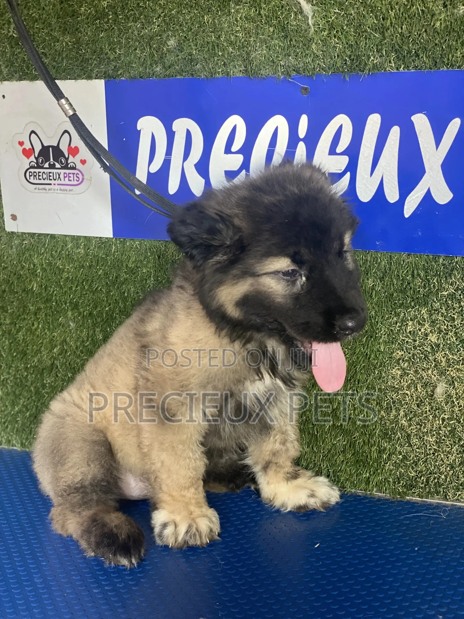1-3 months Female Purebred Caucasian Shepherd