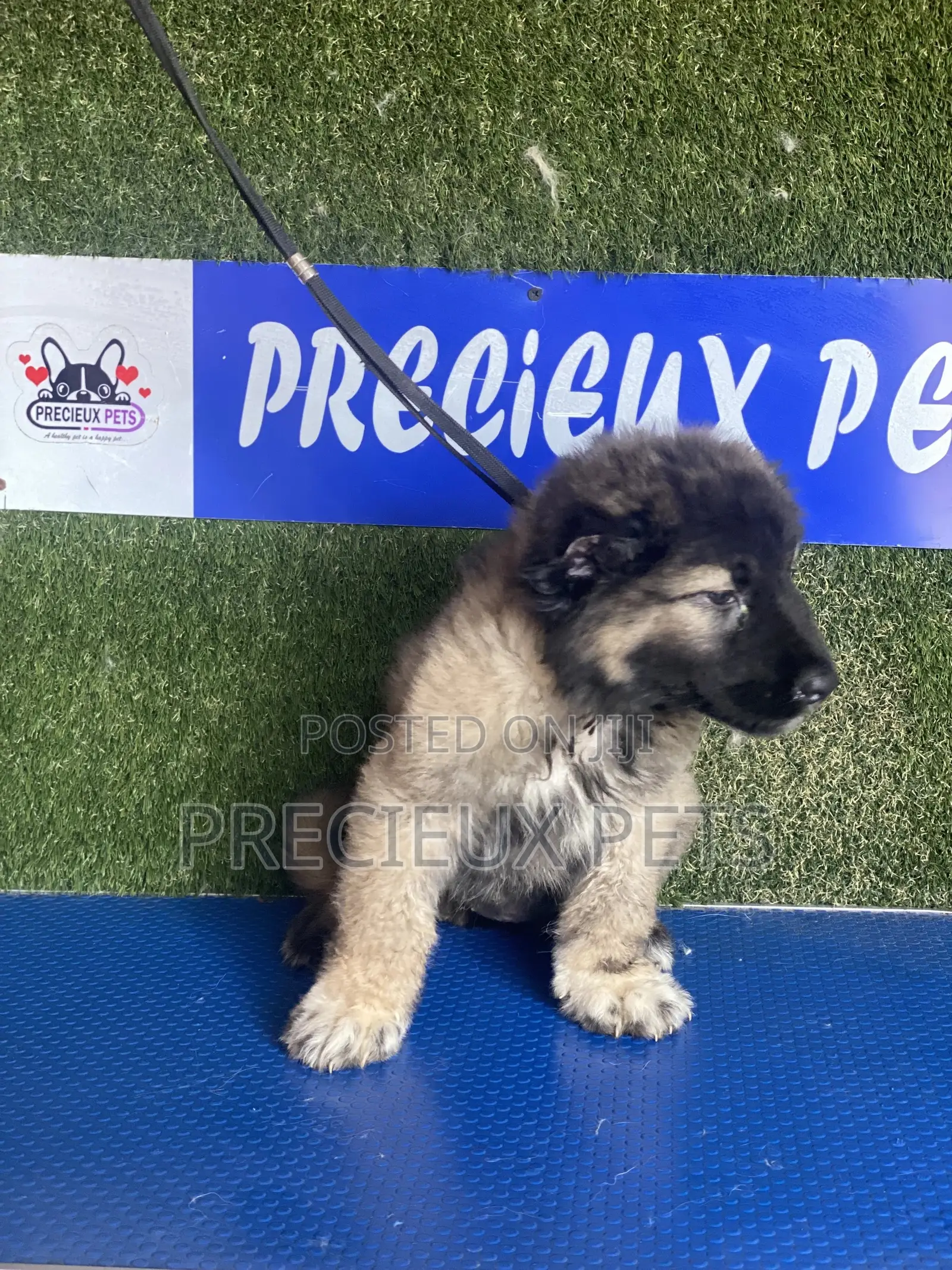 1-3 months Female Purebred Caucasian Shepherd