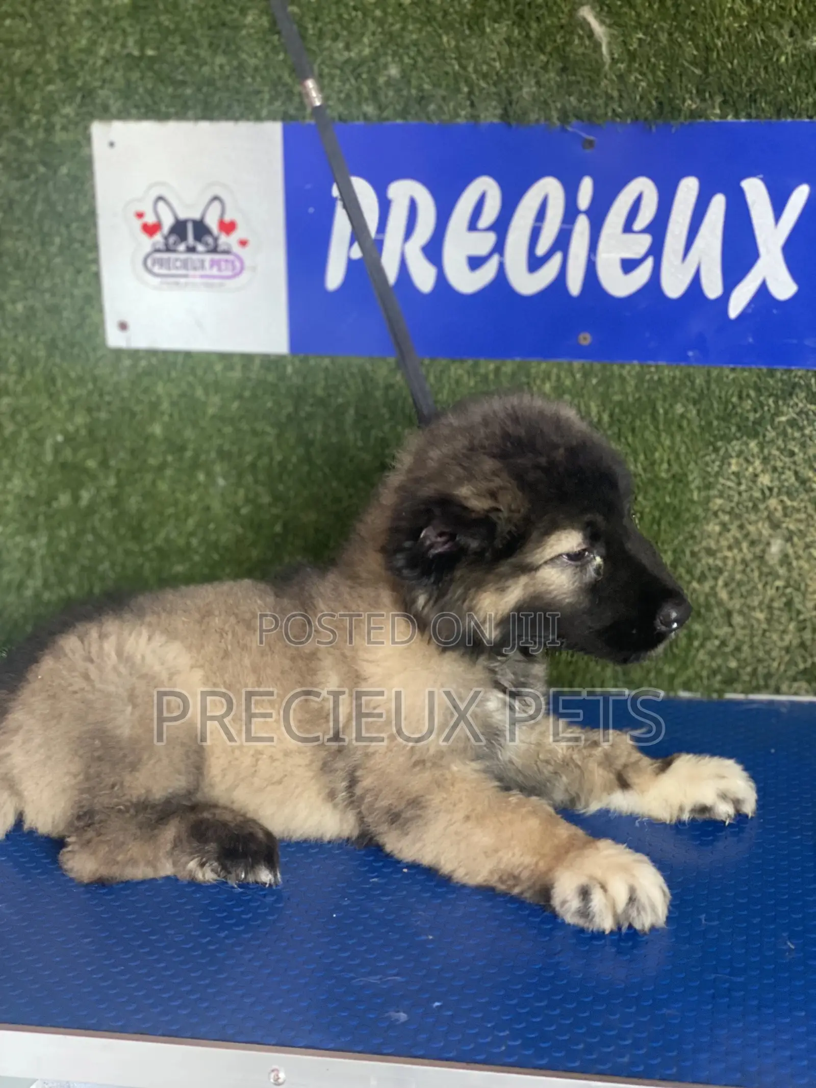 1-3 months Female Purebred Caucasian Shepherd