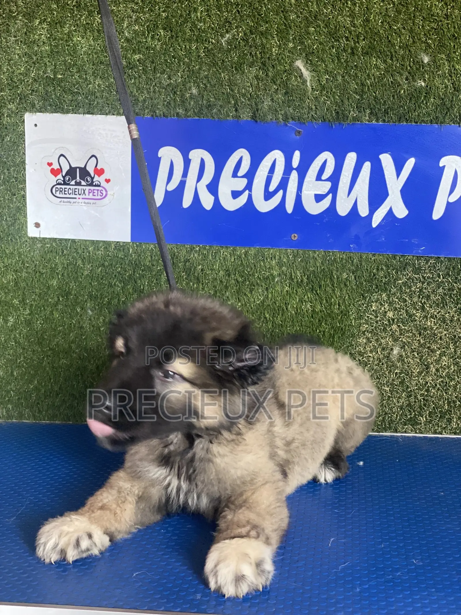 1-3 months Female Purebred Caucasian Shepherd