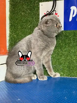 6-12 months Male Purebred Scottish Fold
