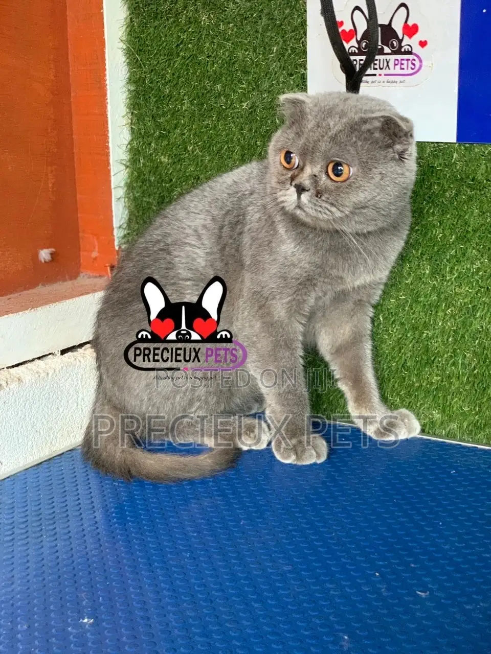 6-12 months Male Purebred Scottish Fold