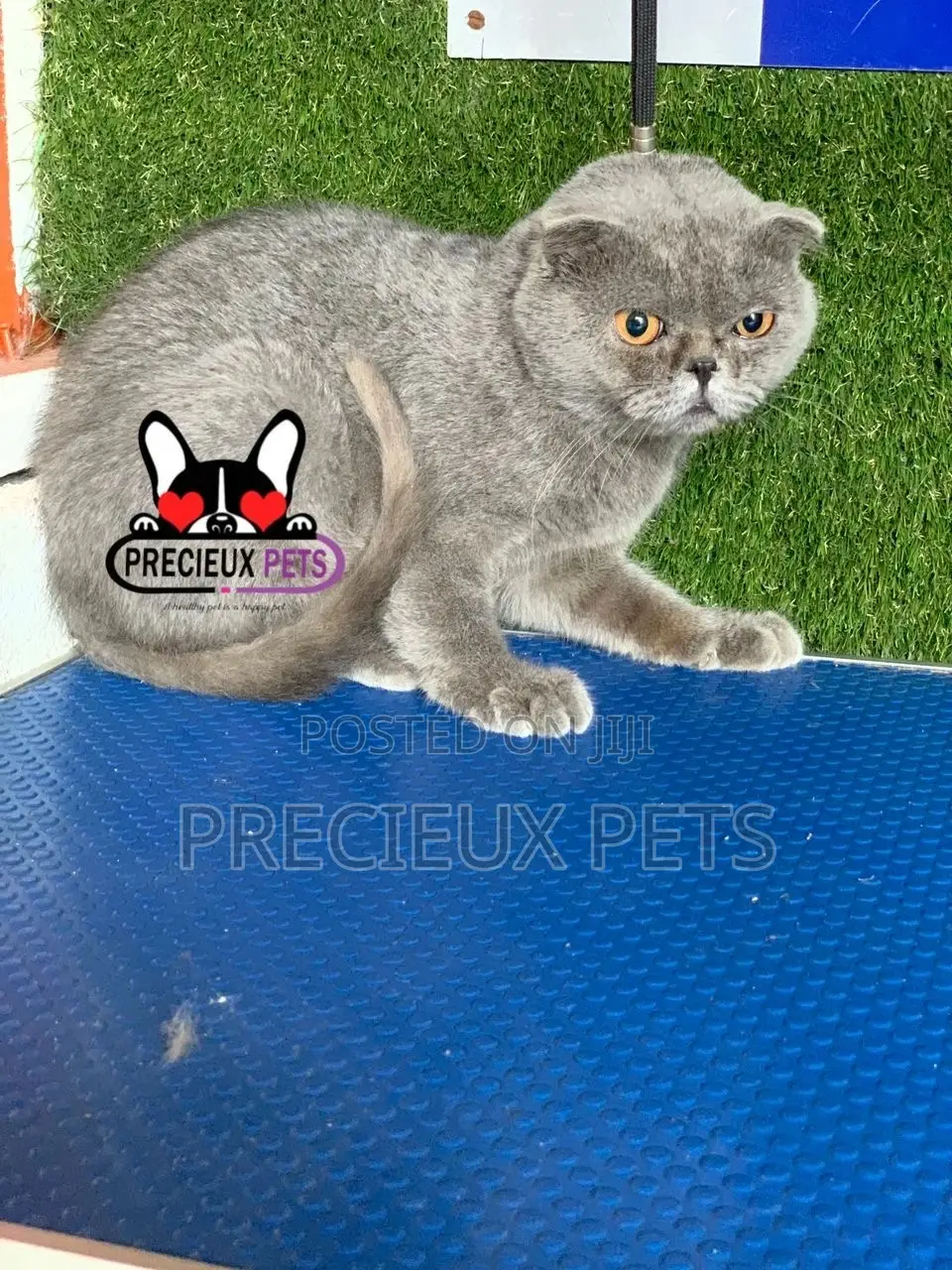 6-12 months Male Purebred Scottish Fold
