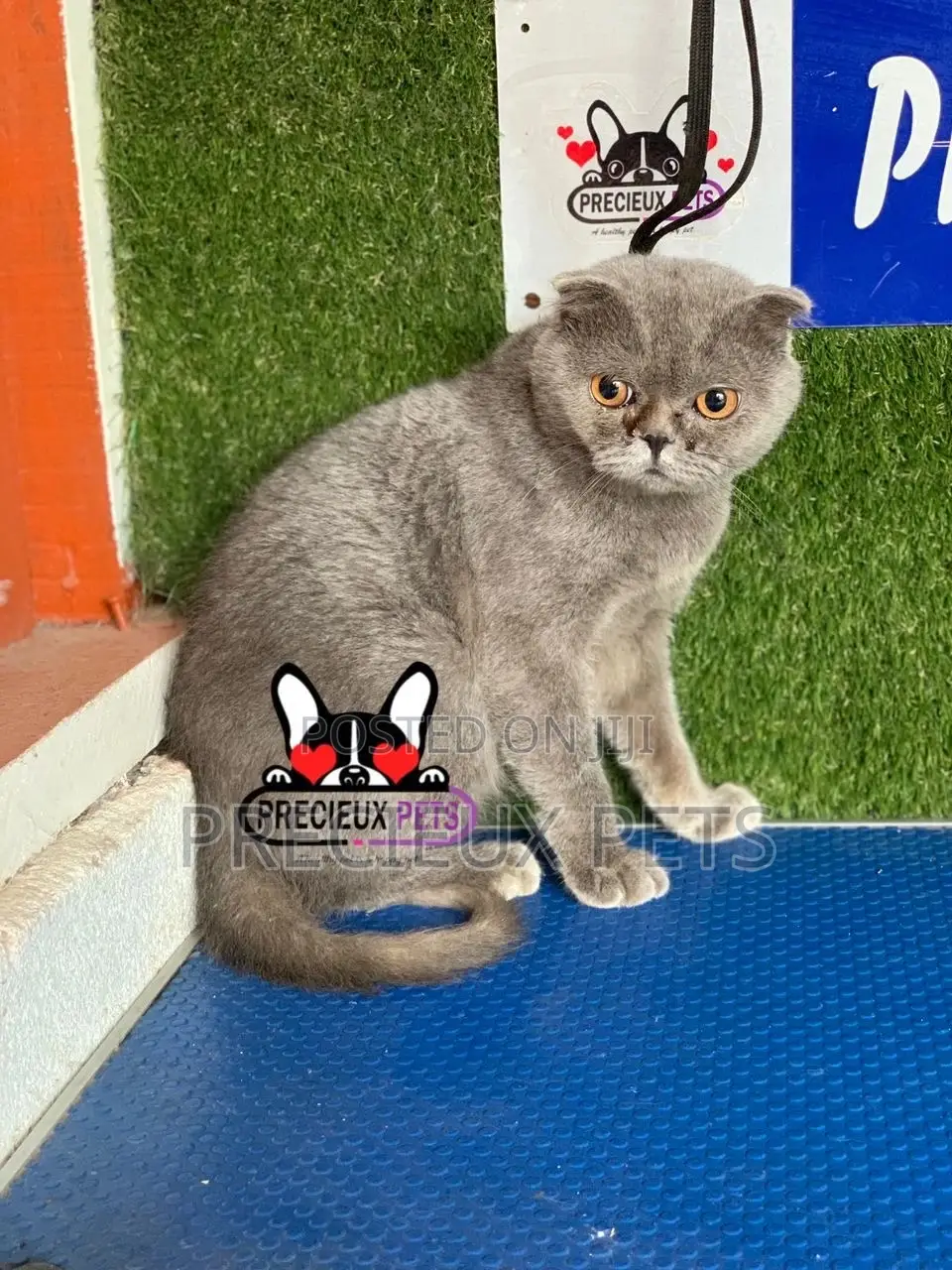 6-12 months Male Purebred Scottish Fold