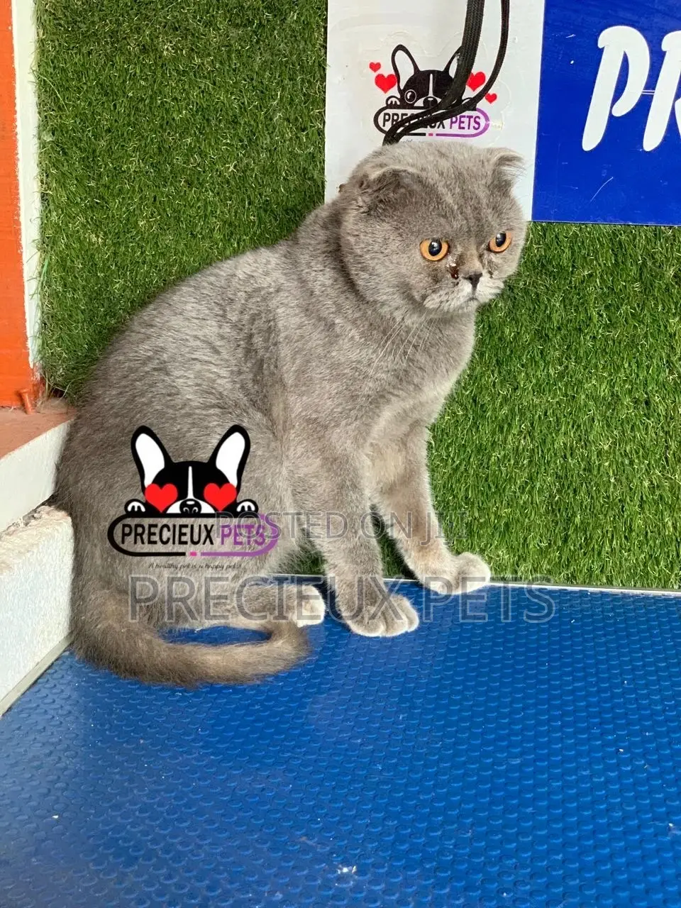 6-12 months Male Purebred Scottish Fold