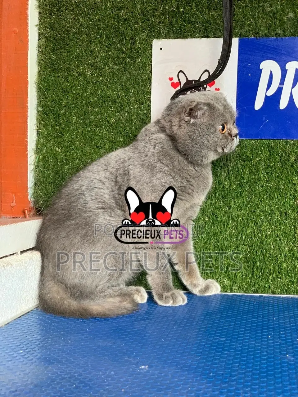 6-12 months Male Purebred Scottish Fold