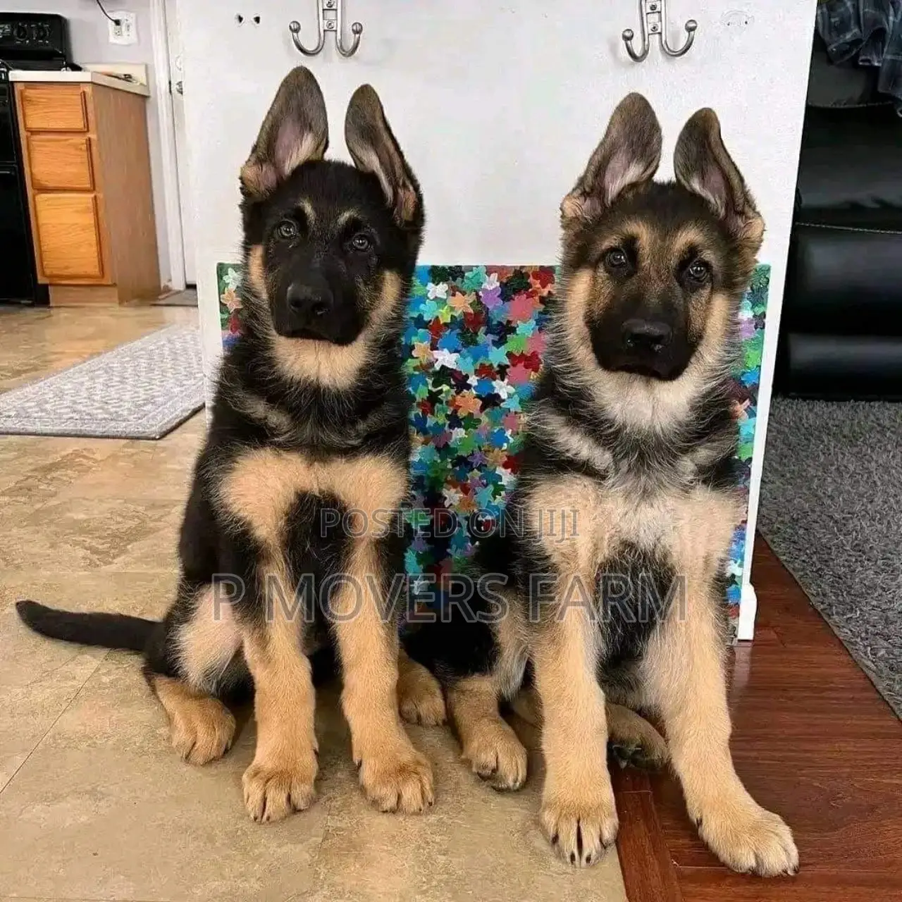 1-3 months Female Purebred German Shepherd