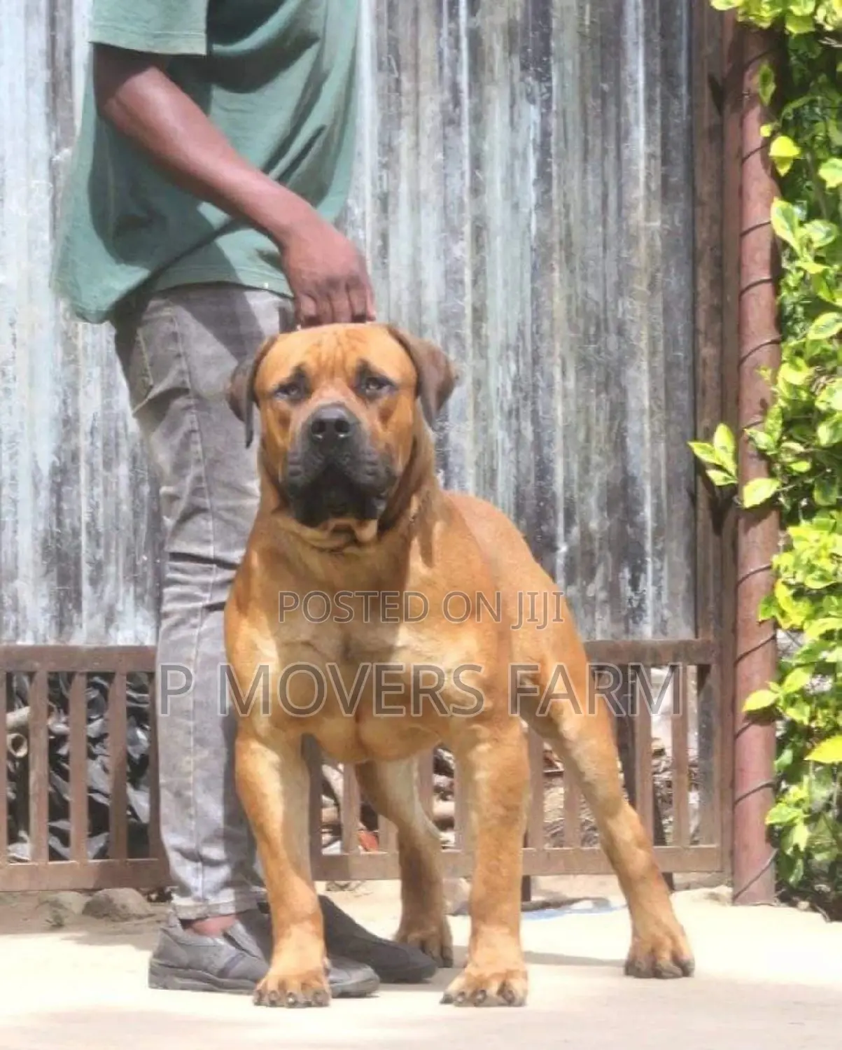 1-3 months Male Purebred Boerboel
