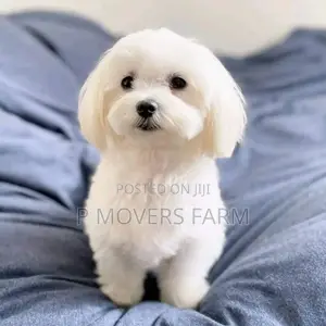 1-3 months Male Purebred Maltese