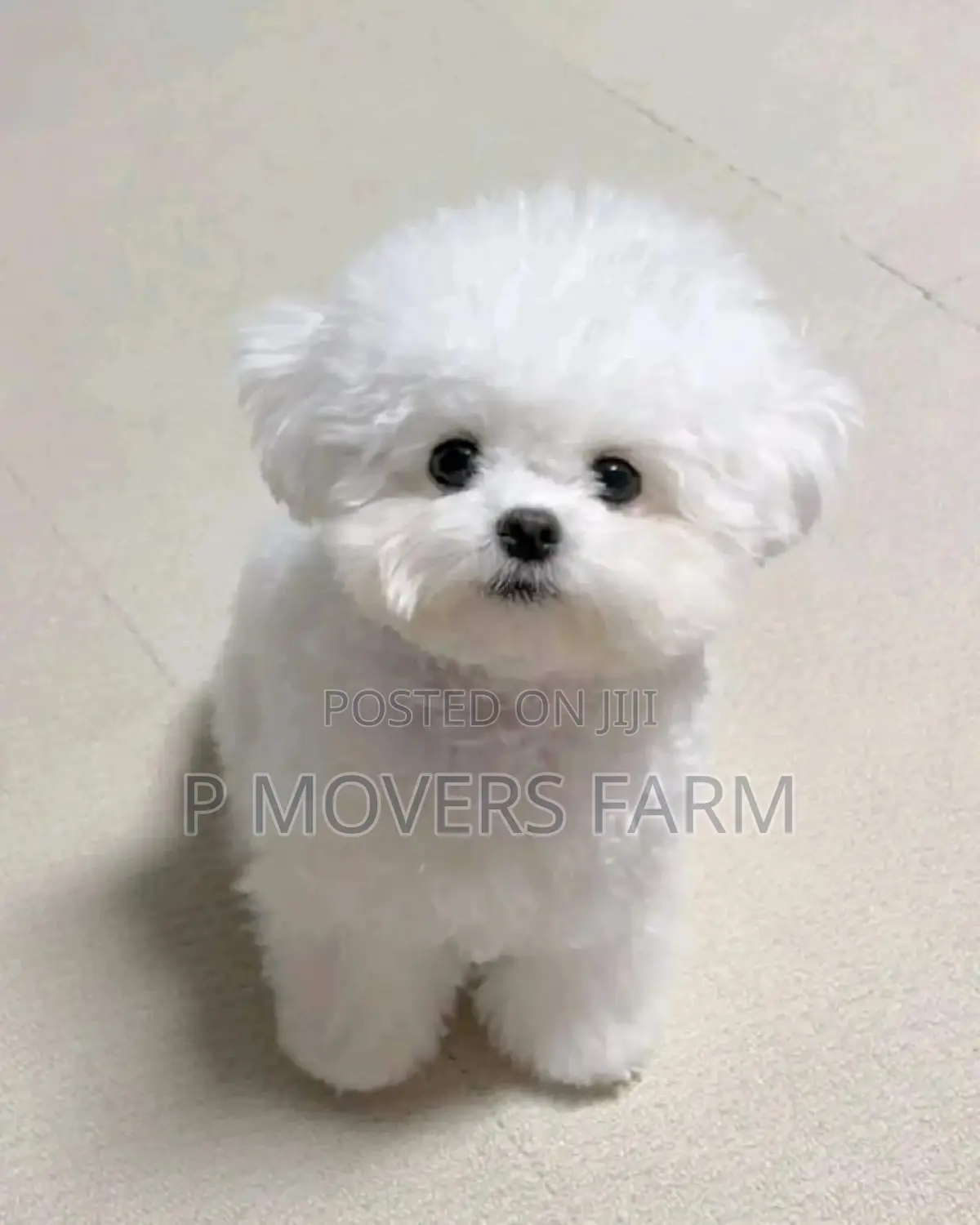 1-3 months Female Purebred Maltese