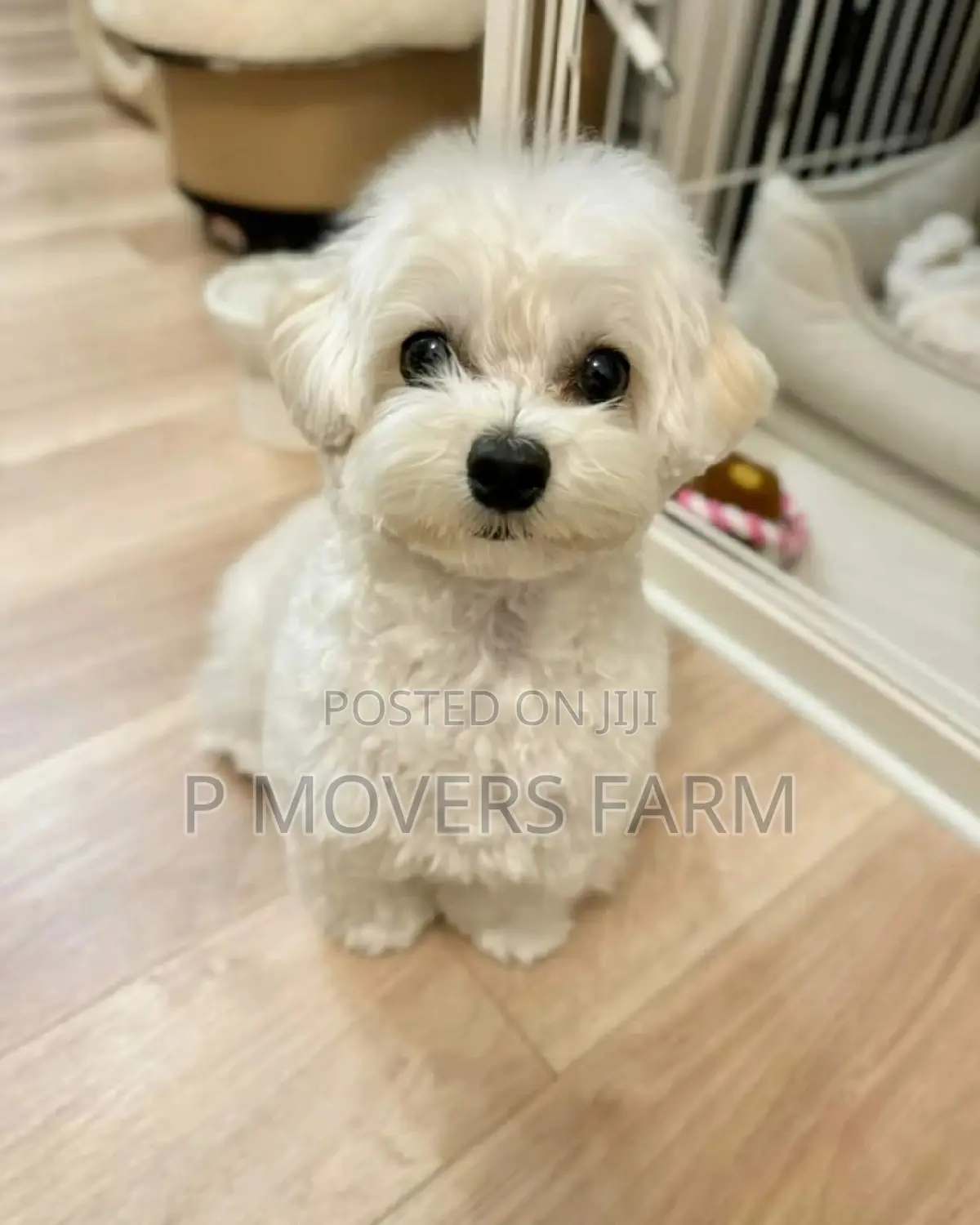 1-3 months Male Purebred Maltese
