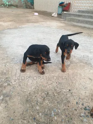 1-3 months Male Purebred Doberman Pinscher