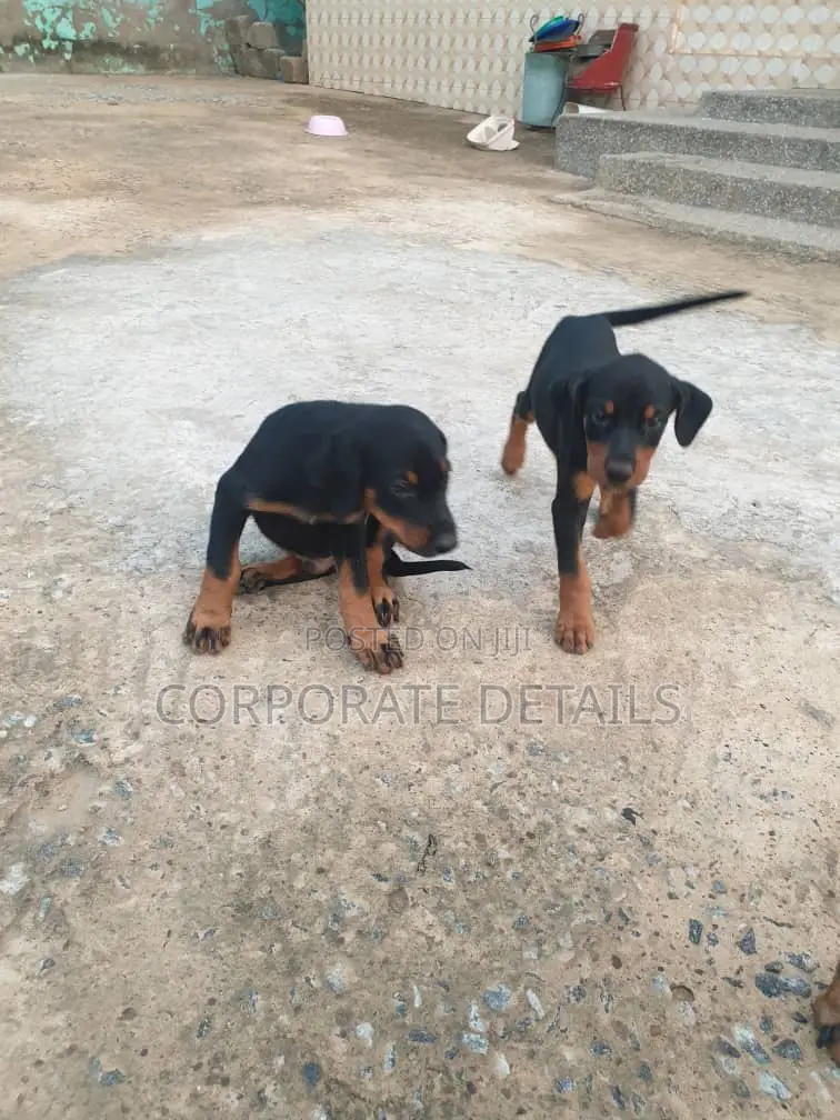 1-3 months Male Purebred Doberman Pinscher
