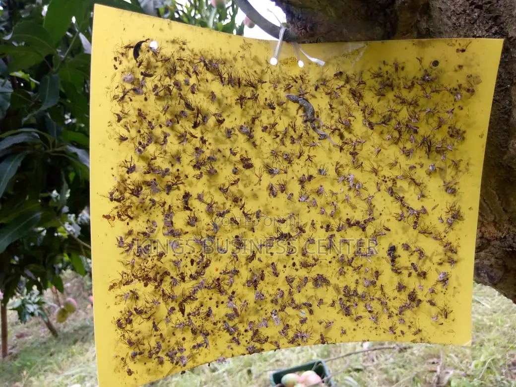 Sticky Glue Trap
