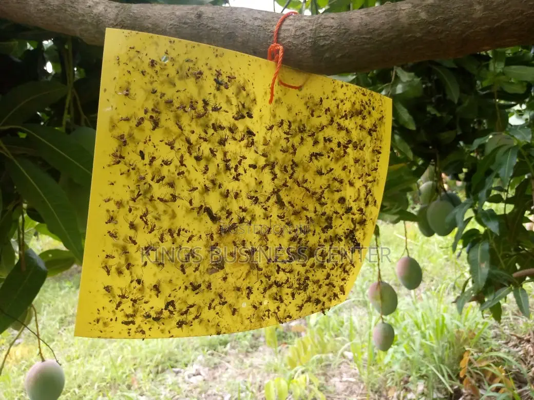 Sticky Glue Trap