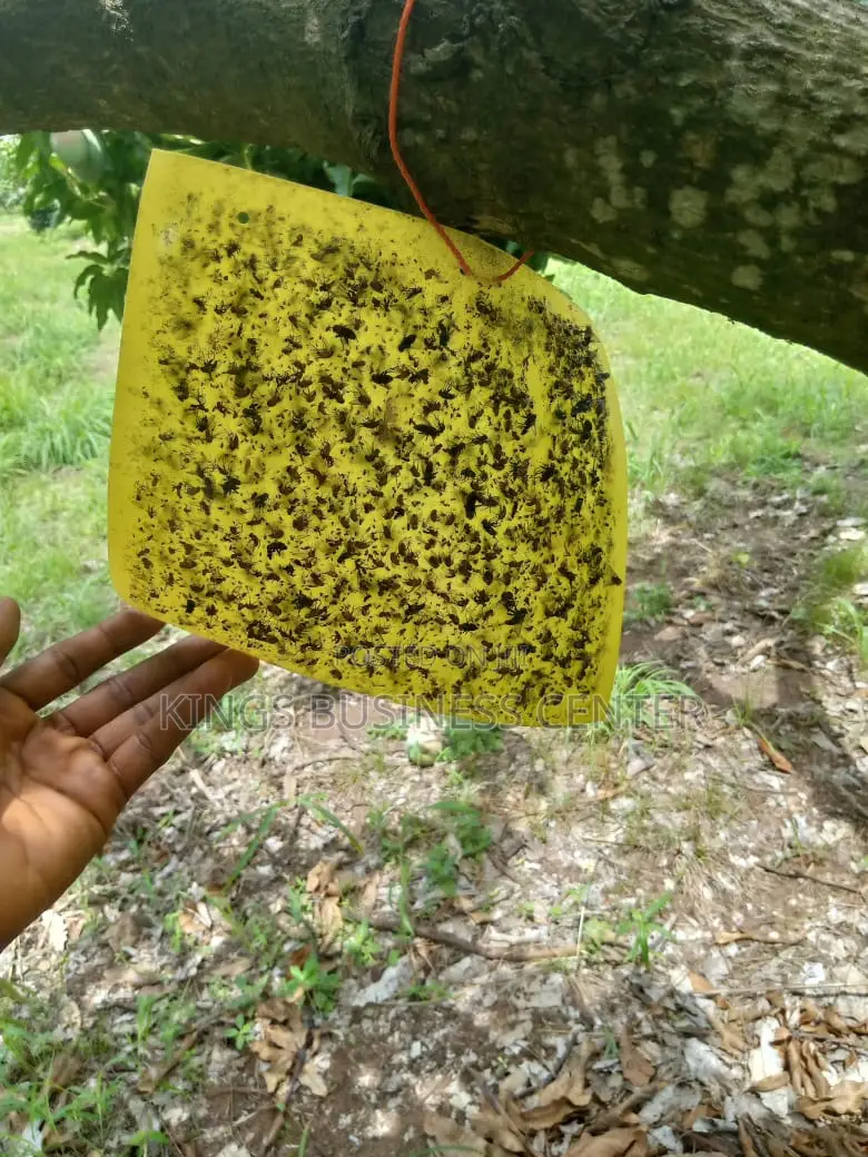 Sticky Glue Trap