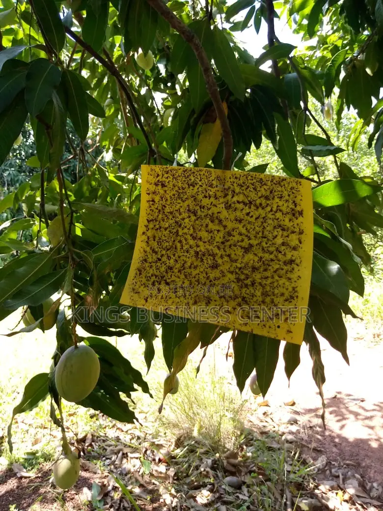Sticky Glue Trap