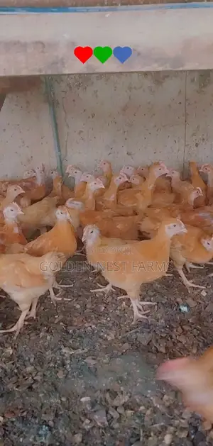 Four Weeks Sasso Birds