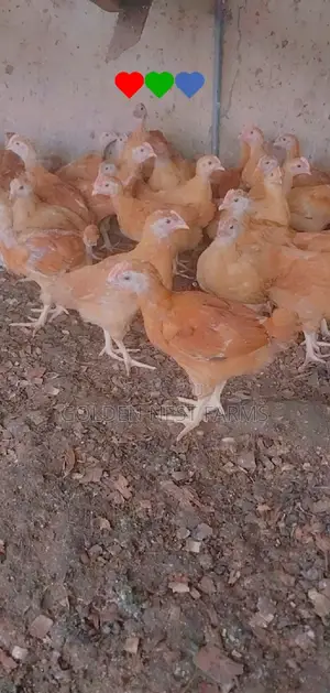 Four Weeks Sasso Birds