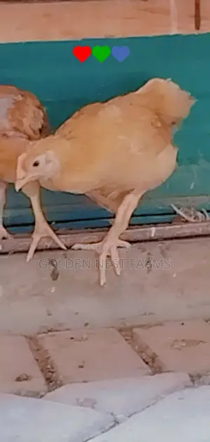Four Weeks Sasso Birds