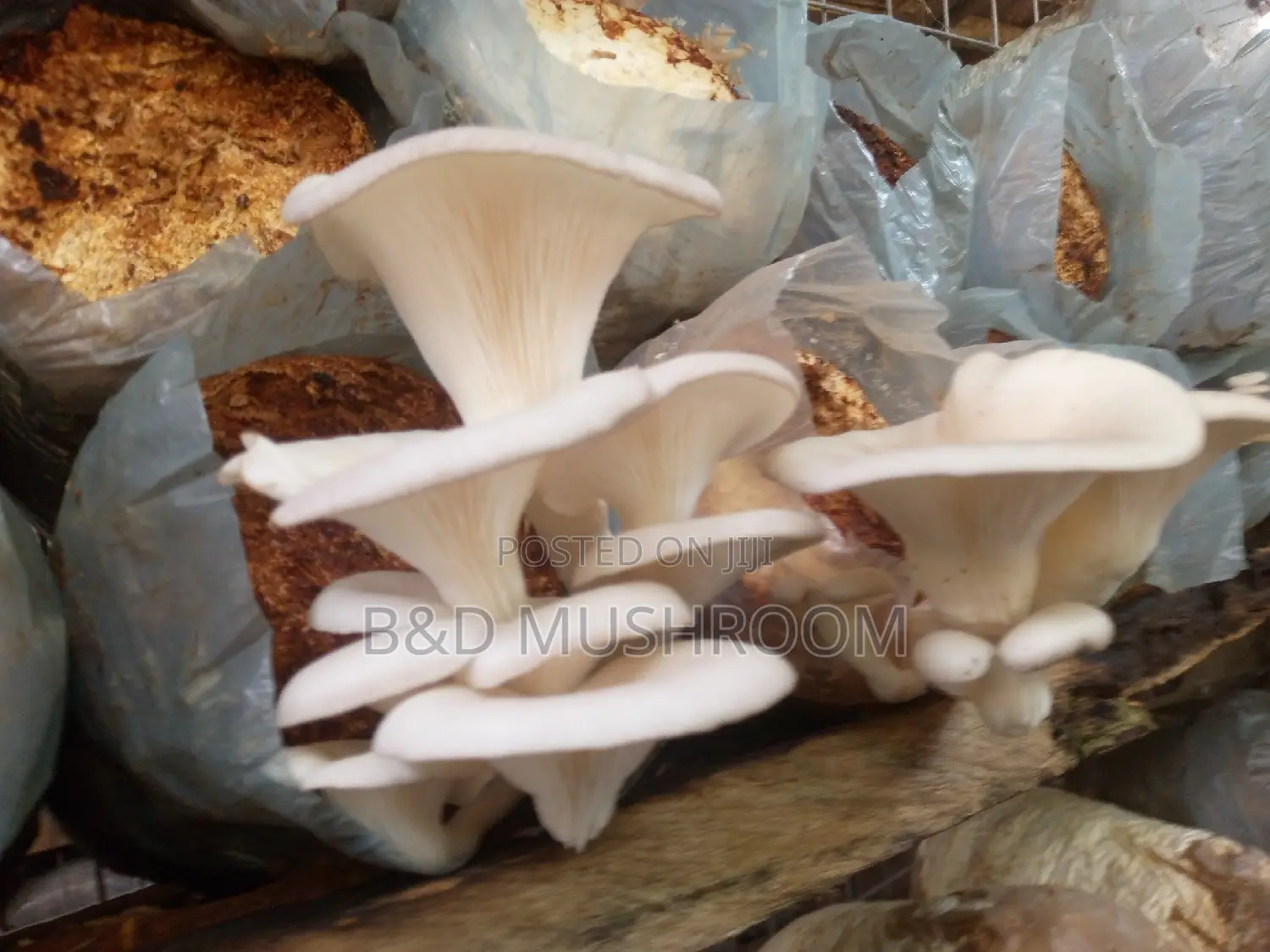 Oyster Mushroom Colorized Bags and Fruits for Sale