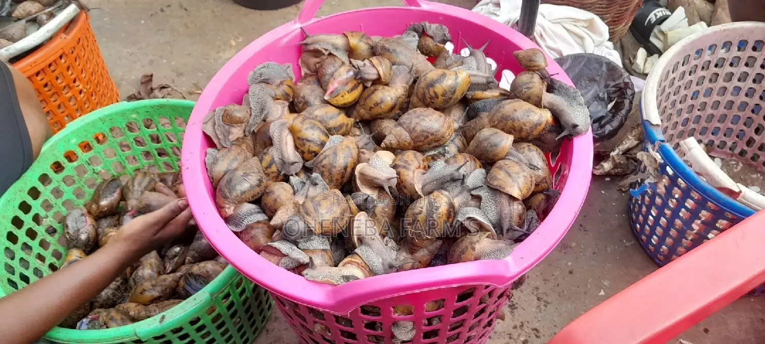 Point of Lay Snails