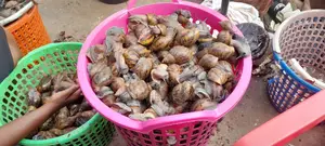 Point of Lay Snails
