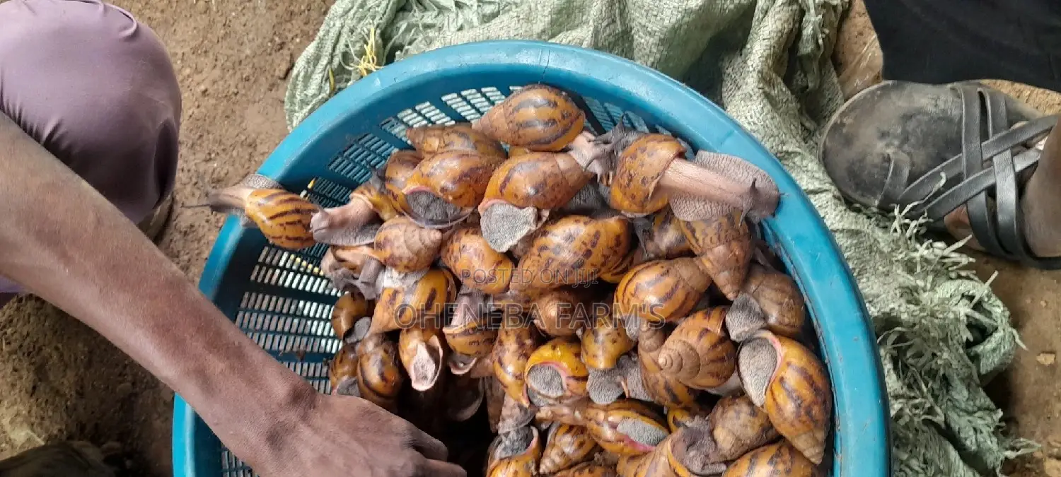 Point of Lay Snails