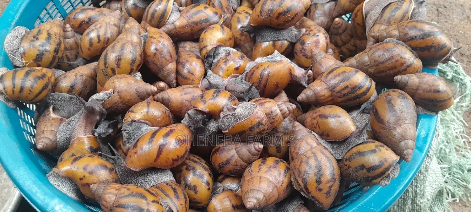Point of Lay Snails