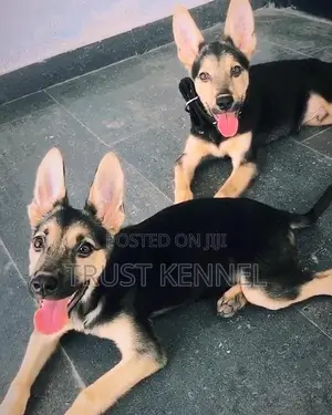 3-6 months Male Purebred German Shepherd