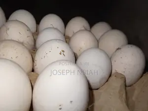 Turkey Eggs for Sale