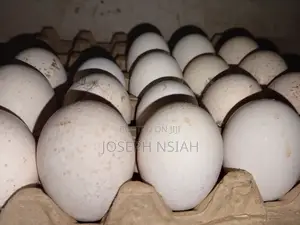 Turkey Eggs for Sale