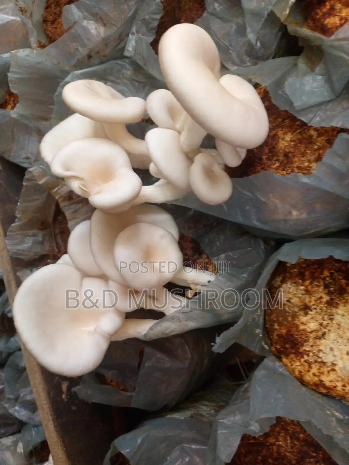 Oyster Mushroom Colorized Bags and Fruits for Sale