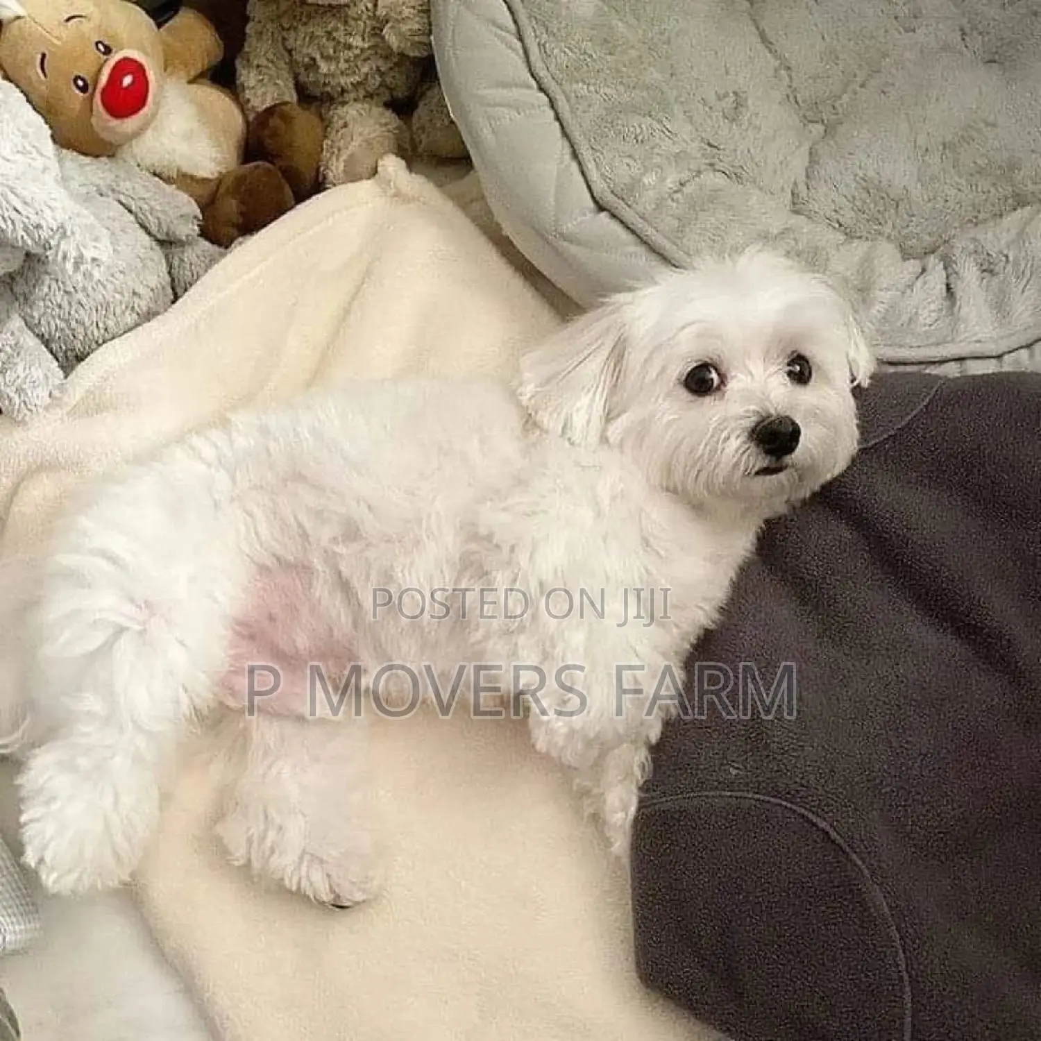 1-3 months Male Purebred Maltese