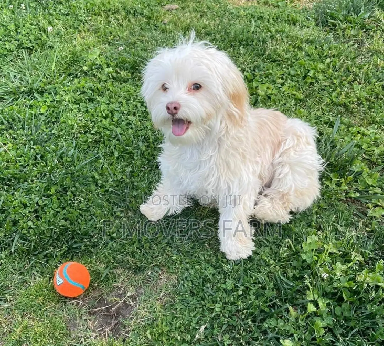 1-3 months Male Purebred Maltese