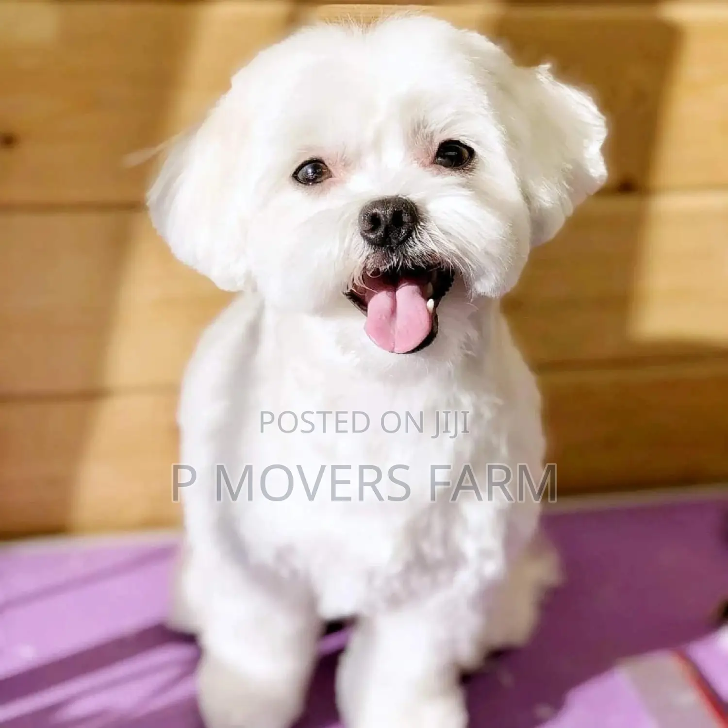 1-3 months Male Purebred Maltese
